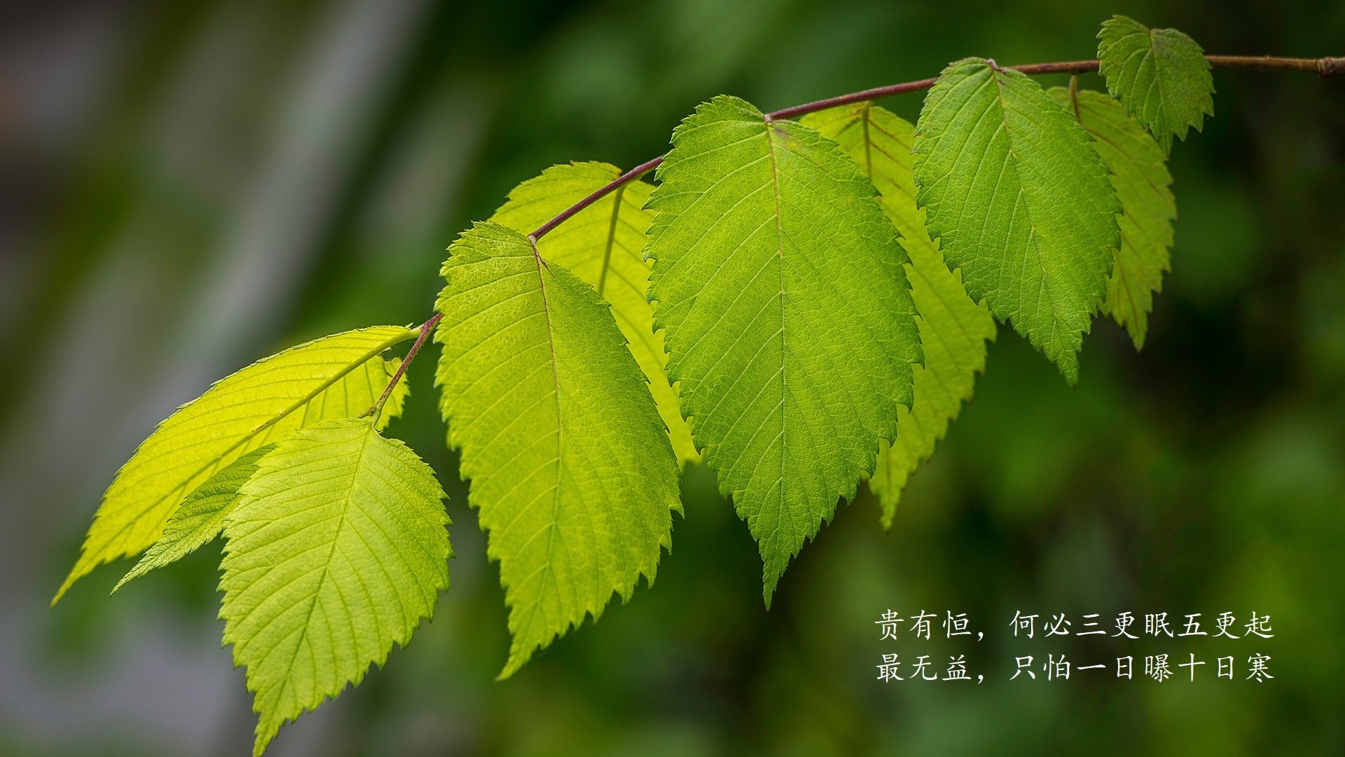 有机大米的意思解释是什么呢(有机大米的好处和坏处)